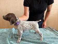 German Shorthair Puppies for sale - Photo 8