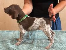 German Shorthair Puppies for sale - Photo 9