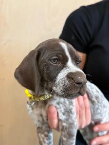 German Shorthair Puppies for sale - Photo 10