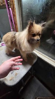 2 beautiful pomeranians.