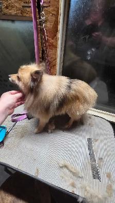 2 beautiful pomeranians. - Photo 2