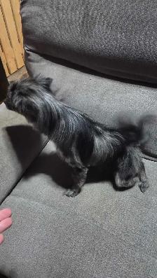 2 beautiful pomeranians. - Photo 4