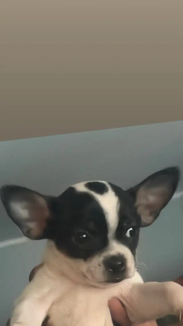 dog for sell