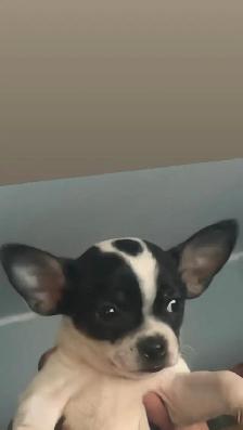 dog for sell