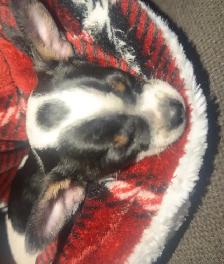 dog for sell - Photo 2
