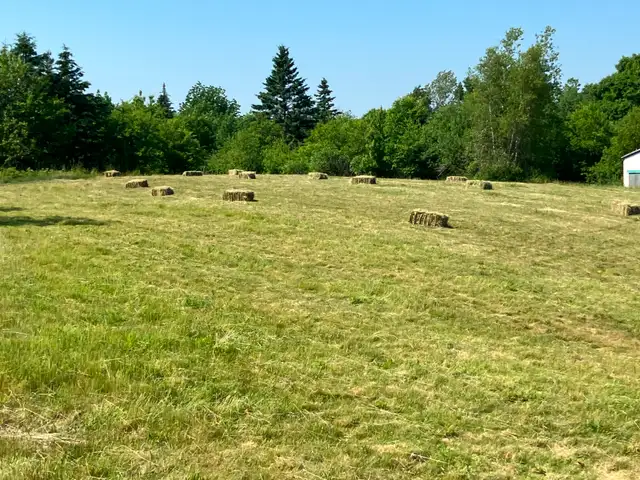Square bales of hay