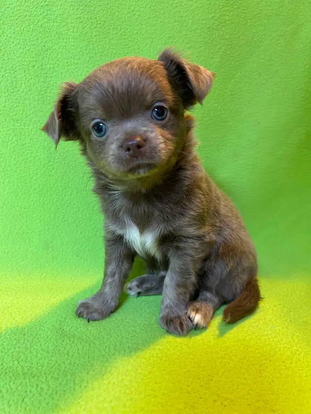 Adorable Chihuahua Puppies