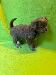 Adorable Chihuahua Puppies - Photo 2