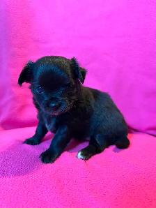 Adorable Chihuahua Puppies - Photo 3