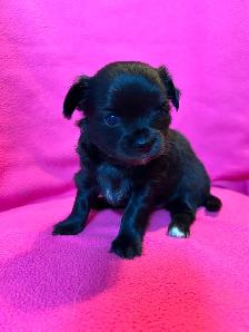 Adorable Chihuahua Puppies - Photo 4