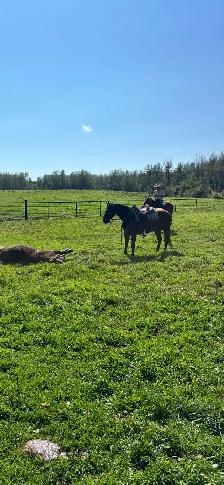 ranch horse - Photo 2
