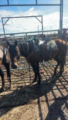 ranch horse - Photo 4