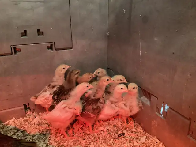 3 week old chicks