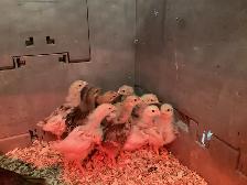 3 week old chicks