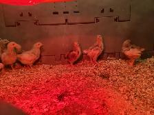 3 week old chicks - Photo 2