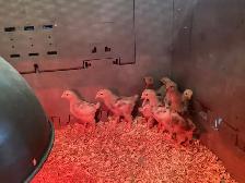 3 week old chicks - Photo 3