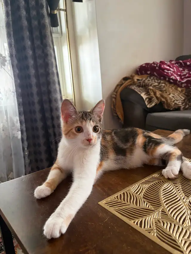 cute young female cat