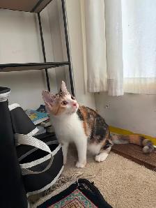 cute young female cat - Photo 2