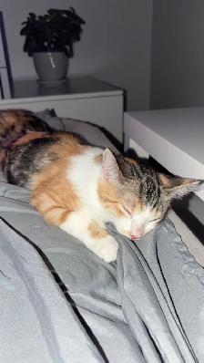 cute young female cat - Photo 3