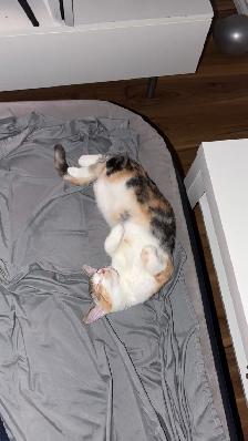 cute young female cat - Photo 4
