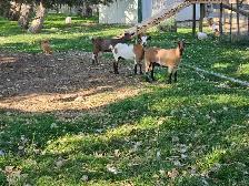 Purebred fainting does - Photo 3