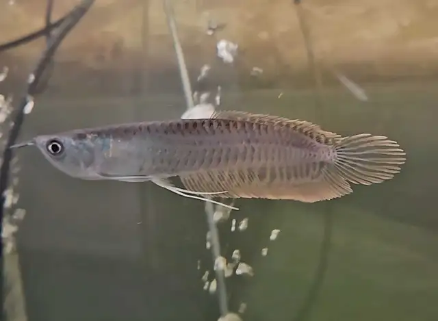 5' silver arowana