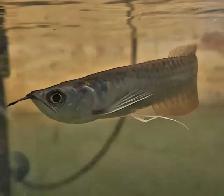 5' silver arowana - Photo 3