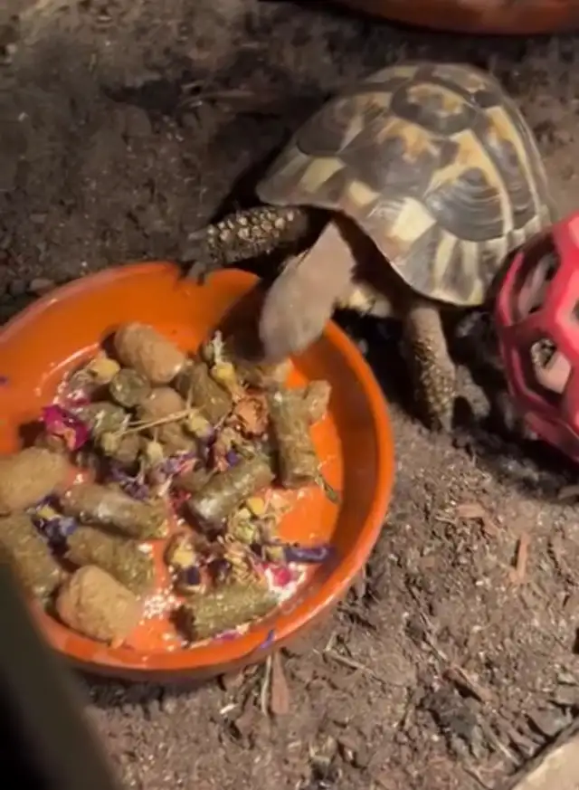 Herman tortoise