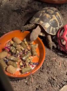Herman tortoise