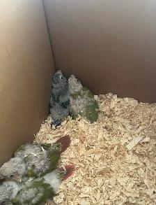 Baby Conures