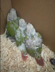 Baby Conures - Photo 2