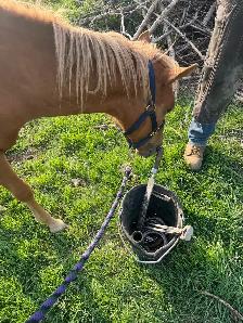 Sweet Pony Gelding - Photo 2