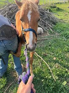 Sweet Pony Gelding - Photo 3