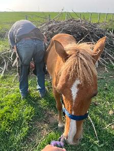 Sweet Pony Gelding - Photo 4