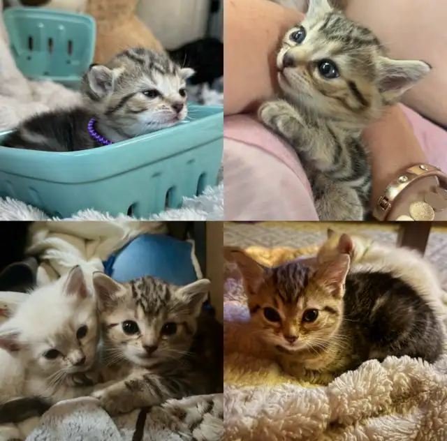 Beautiful Female Tabby Kitten. Princess Leia’s FINAL Litter!❤️