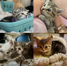 Beautiful Female Tabby Kitten. Princess Leia’s FINAL Litter!❤️