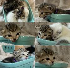 Beautiful Female Tabby Kitten. Princess Leia’s FINAL Litter!❤️ - Photo 2
