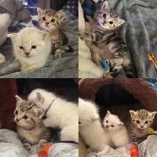 Beautiful Female Tabby Kitten. Princess Leia’s FINAL Litter!❤️ - Photo 3