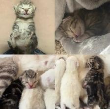 Beautiful Female Tabby Kitten. Princess Leia’s FINAL Litter!❤️ - Photo 4