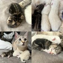 Beautiful Female Tabby Kitten. Princess Leia’s FINAL Litter!❤️ - Photo 5