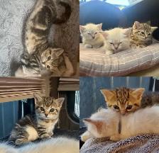 Beautiful Female Tabby Kitten. Princess Leia’s FINAL Litter!❤️ - Photo 6