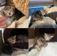 Beautiful Female Tabby Kitten. Princess Leia’s FINAL Litter!❤️ - Photo 7