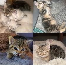 Beautiful Female Tabby Kitten. Princess Leia’s FINAL Litter!❤️ - Photo 8