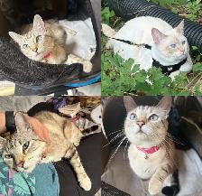 Beautiful Female Tabby Kitten. Princess Leia’s FINAL Litter!❤️ - Photo 9