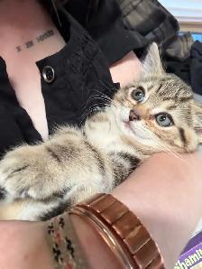 Beautiful Female Tabby Kitten. Princess Leia’s FINAL Litter!❤️ - Photo 10
