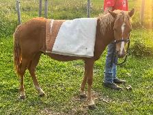 Very Sweet Pony Gelding - Photo 5