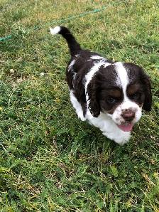 American Cocker Spaniel