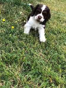 American Cocker Spaniel - Photo 2