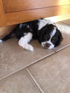 American Cocker Spaniel - Photo 3