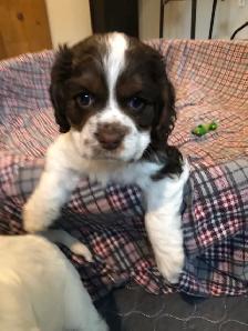 American Cocker Spaniel - Photo 4